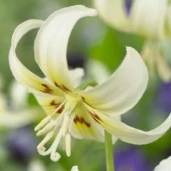 Erythronium Californicum White Beauty | 2 Litre Pot