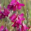 Dierama Blackberry Bells | 1 Litre Pot
