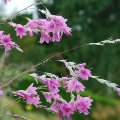 Dierama Pink Rocket | 1 Litre Pot