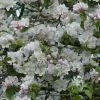 Malus Sylvestris | 25 Plants -All Plants Sales Store PL30005566 fc5e
