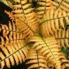 Dryopteris Wallichiana Jurassic Gold ('Hollasic') (PBR) | 2 Litre Pot -All Plants Sales Store PL30005605 988b
