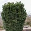 Cephalotaxus Harringtonia Fastigiata | 3L Pot 1 Cephalotaxus Harringtonia Fastigiata | 3L Pot -All Plants Sales Store PL30005719 4e66