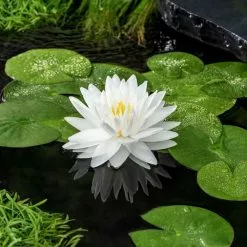 Nymphaea Gonnère | 3 Litre Aquatic Pot