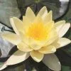 Nymphaea Marliacea Chromatella | 18cm Aquatic Pots -All Plants Sales Store PL30005770 b87d