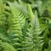 Polystichum Tsussimense | 2 Litre Pot -All Plants Sales Store PL30005786 2098