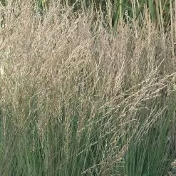 Molinia Caerulea Subsp. Caerulea Moorflamme | 2 Litre Pot