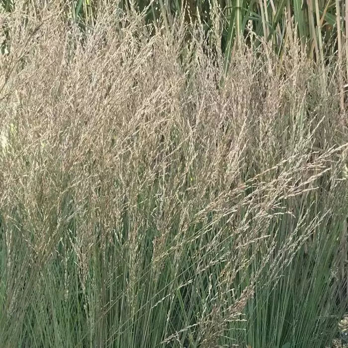 Molinia Caerulea Subsp. Caerulea Moorflamme | 2 Litre Pot 3 Molinia Caerulea Subsp. Caerulea Moorflamme | 2 Litre Pot