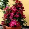 Clematis Issey ('Evipo081') (PBR) | 3L Pot -All Plants Sales Store PL30005858 9f2c