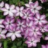 Clematis Lavallée (PBR) | 3L Pot -All Plants Sales Store PL30005859 a722