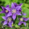 Clematis Olympia ('Evipo099') (PBR) (Boulevard Series) | 3L Pot 1 Clematis Olympia ('Evipo099') (PBR) (Boulevard Series) | 3L Pot -All Plants Sales Store PL30005921 6de4