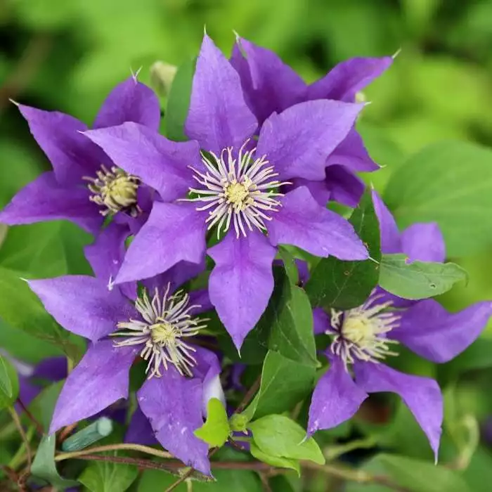 Clematis Olympia ('Evipo099') (PBR) (Boulevard Series) | 3L Pot 3 Clematis Olympia ('Evipo099') (PBR) (Boulevard Series) | 3L Pot