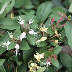 Lonicera Japonica Purpurea | 3L Pot