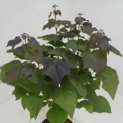 Catalpa × Erubescens Purpurea | 12L Pot
