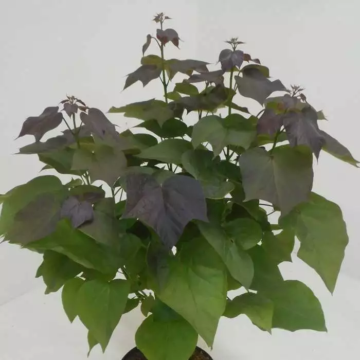 Catalpa × Erubescens Purpurea | 12L Pot 3 Catalpa × Erubescens Purpurea | 12L Pot