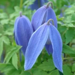 Clematis Bredon Blue | 3L Pot