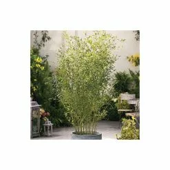 Green Bamboo | Phyllostachys Bissetii -All Plants Sales Store PL3002 add image 1 1e26
