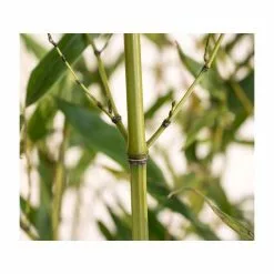Green Bamboo | Phyllostachys Bissetii -All Plants Sales Store PL3002 add image 3 8c2d