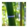 Green Bamboo | Phyllostachys Bissetii