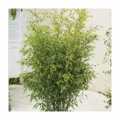 Black Bamboo | Phyllostachys Nigra -All Plants Sales Store PL3003 add image 3 845b