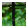 Black Bamboo | Phyllostachys Nigra -All Plants Sales Store PL3003 main image d0ea