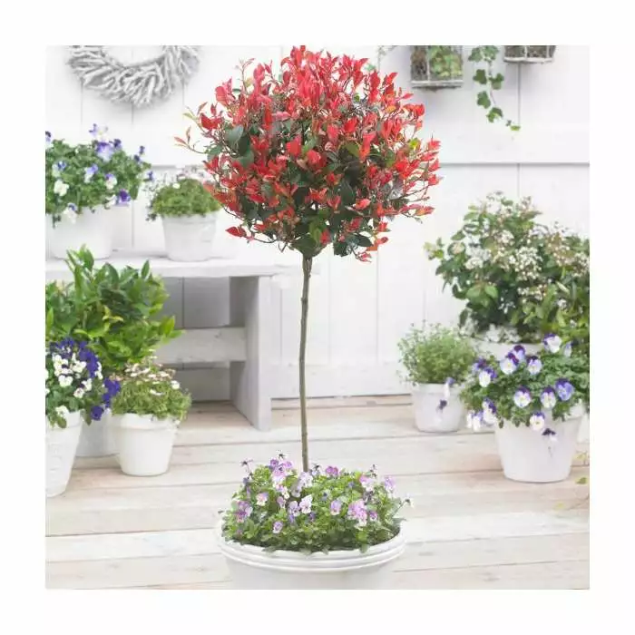 Photinia Serrulata 'Red Robin' 4 Photinia Serrulata 'Red Robin' - Image 2