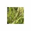 Hakonechloa Macra | 2L Pot