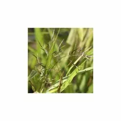 Hakonechloa Macra | 2L Pot