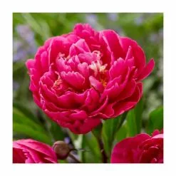 Paeonia Lactiflora Karl Rosenfield | 4L Pot