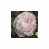 Paeonia Shirley Temple | 4L Pot 2 Paeonia Shirley Temple | 4L Pot -All Plants Sales Store PL411167 2f34