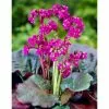 Bergenia 'Eroica' | 2L Pot -All Plants Sales Store PL503827 0711