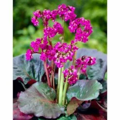 Bergenia 'Eroica' | 2L Pot