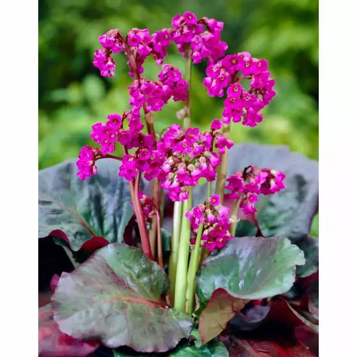 Bergenia 'Eroica' | 2L Pot 3 Bergenia 'Eroica' | 2L Pot