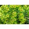 Euphorbia 'Martini' | 2L Pot -All Plants Sales Store PL503913 73c6