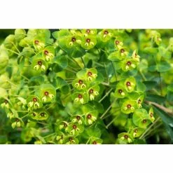 Euphorbia 'Martini' | 2L Pot