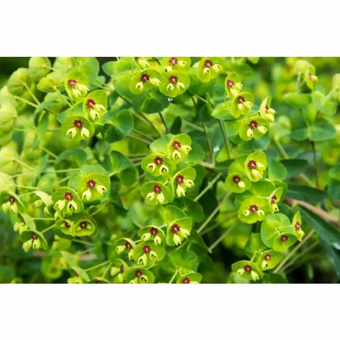 Euphorbia 'Martini' | 2L Pot 3 Euphorbia 'Martini' | 2L Pot