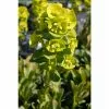Euphorbia 'Robbiae' | 2L Pot 1 Euphorbia 'Robbiae' | 2L Pot -All Plants Sales Store PL503916 3918