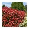 20-50cm Photinia 'Red Robin' | 5x 9cm Pots -All Plants Sales Store PL51014A main image 311f