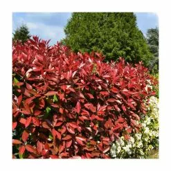 20-50cm Photinia 'Red Robin' | 5x 9cm Pots