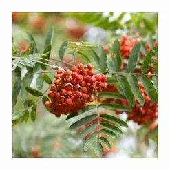 80 - 120cm Sorbus Aucuparia |Rowan/Mountain Ash | Bare Root Hedging