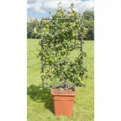 Star Jasmine | Trachelospermum Jasminoides -All Plants Sales Store PL800718L add image 1 81ad