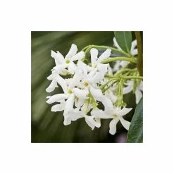 Star Jasmine | Trachelospermum Jasminoides -All Plants Sales Store PL800718L add image 2 1434