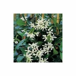 Star Jasmine | Trachelospermum Jasminoides -All Plants Sales Store PL800718L add image 3 9cd1