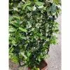 Star Jasmine | Trachelospermum Jasminoides -All Plants Sales Store PL800718L main image 2298