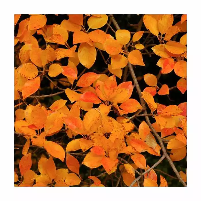 Nyssa Sylvatica | Tupelo Tree | 9L Pot | 120-150cm 4 Nyssa Sylvatica | Tupelo Tree | 9L Pot | 120-150cm - Image 2