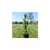 5ft 'Issai' Hardy Kiwi Plant | 9L Pot 2 5ft 'Issai' Hardy Kiwi Plant | 9L Pot -All Plants Sales Store PL923102 add image 3 f13a