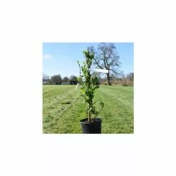 5ft 'Issai' Hardy Kiwi Plant | 9L Pot