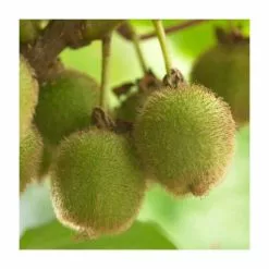 5ft 'Jenny' Hardy Kiwi Plant | 9L Pot