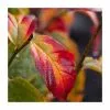 Parrotia Persica 'Persian Spire' | Persian Ironwood Tree | 3L Pot