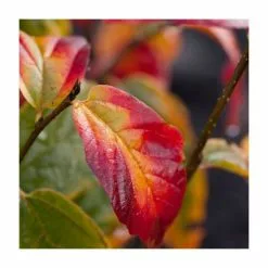 Parrotia Persica 'Persian Spire' | Persian Ironwood Tree | 3L Pot