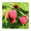 Raspberry 'Paris' | 3L Pot -All Plants Sales Store PL923108 main image 5920